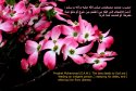 hadith-en-026