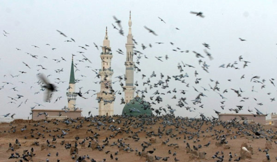 The Loyal Doves and the Radiant Sun of Jannat al-Baqi