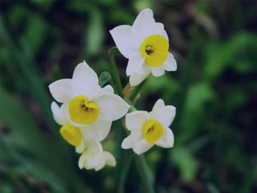 What does “awaiting the reappearance” mean, and what are the duties of those who await it?