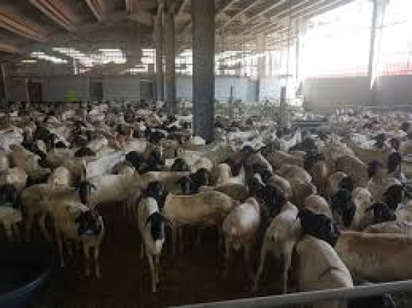 Sacrifice and its rulings in Hajj