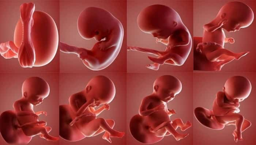 The Stages of Human Embryonic Development in the Qur’an