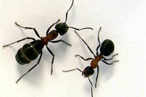 چه کسانی در روز قیامت به شکل مورچه محشور می‌شوند؟