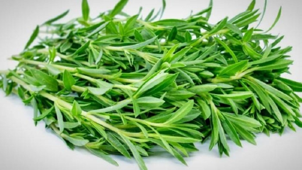 گیاه خوش‌عطری که قاتل نفخ و ضعف معده است