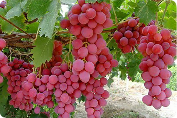 میوه برای سلامت قلب و مغز