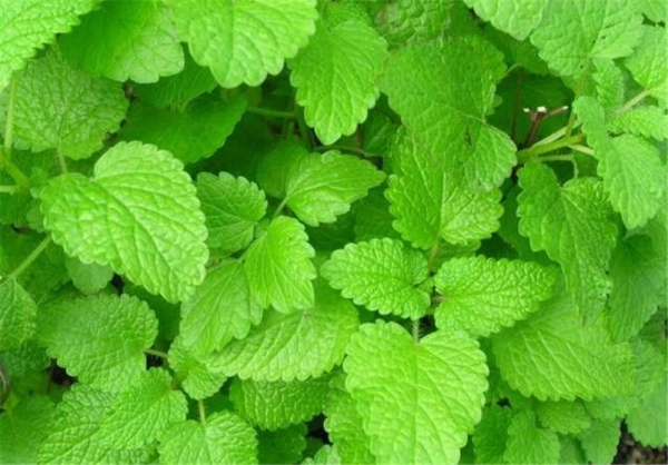 درمان آلزایمر با گیاهان "وج و بادرنجبویه"