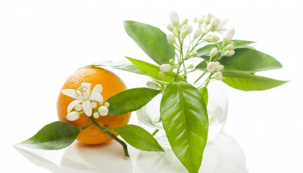 ۱۷ مهمترین خواص عرق بهار نارنج برای پوست، مو و سلامتی