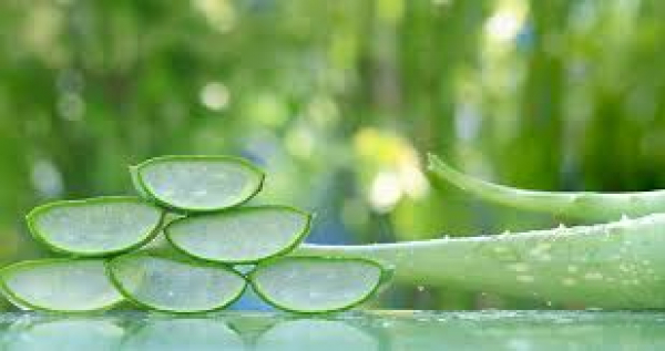 آلوئه ورا و خواص گیاه آلوئه ورا