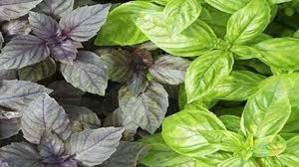 ریحان بخورید تا دچار بیماری قلبی نشوید