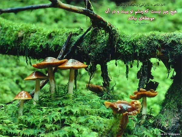 شمه ای از علم و اخلاق امام موسی بن جعفر(ع)