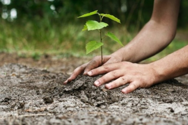 نگاه اهل‌بیت (ع) به درختکاری