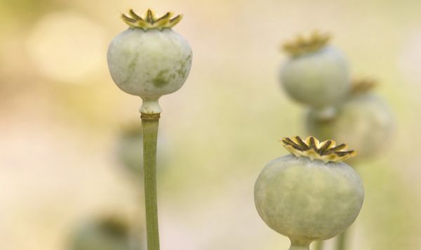 کارشناس آمريکايي: ناتو نتوانست جلوي تجارت مواد مخدر در افغانستان را بگيرد