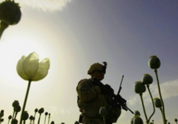 Afghanistan: la hausse de la culture du pavot