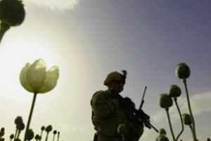 Afghanistan: la hausse de la culture du pavot