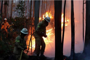 Incendie au Portugal : au moins 62 morts, selon le dernier bilan