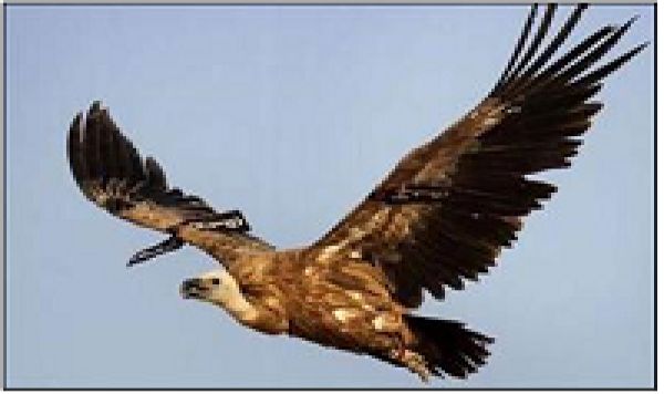 Un aigle d’espionnage israélien intercepté au Soudan
