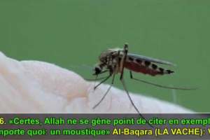 LE MOUSTIQUE :UN AUTRE MIRACLE DU CORAN