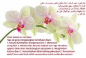 hadith-id-017