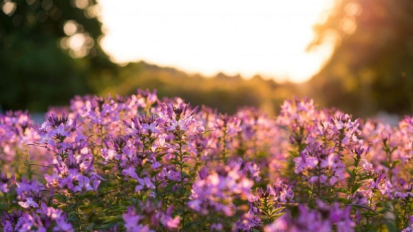 Mahdi dan Al Masih; Dua Wajah dari Satu Kebenaran Ilahi
