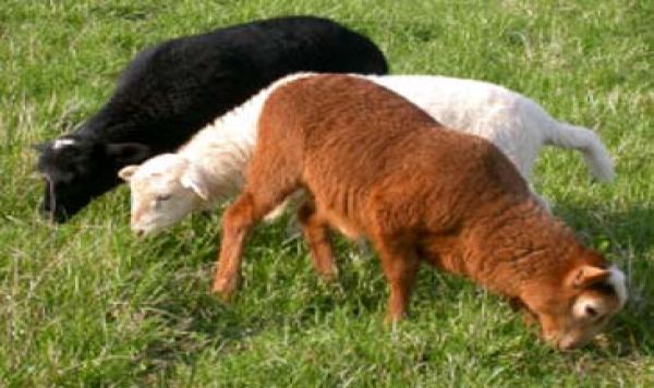 Kisah Tiga Kambing; Putih, Coklat dan Hitam 