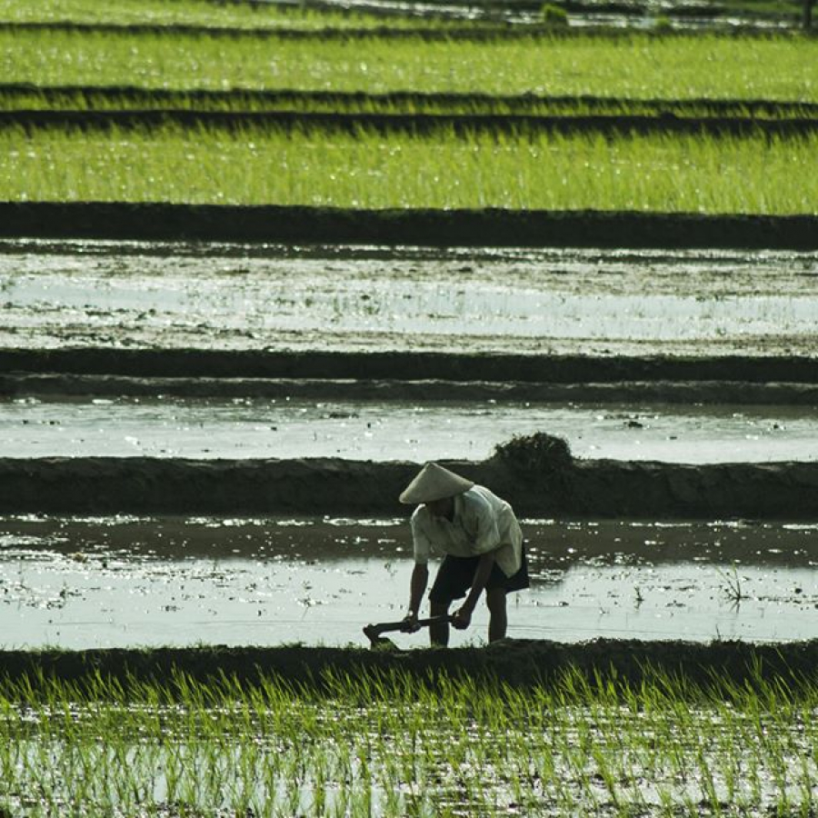 Belajar Metode Dakwah Dari Sawah