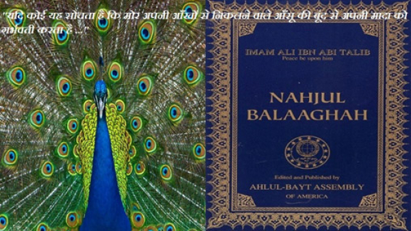 क्या मोरनी, मोर के आंसु से गर्भवती होती है ? 1400 साल पहले हज़रत अली (अ) ने जवाब दिया था