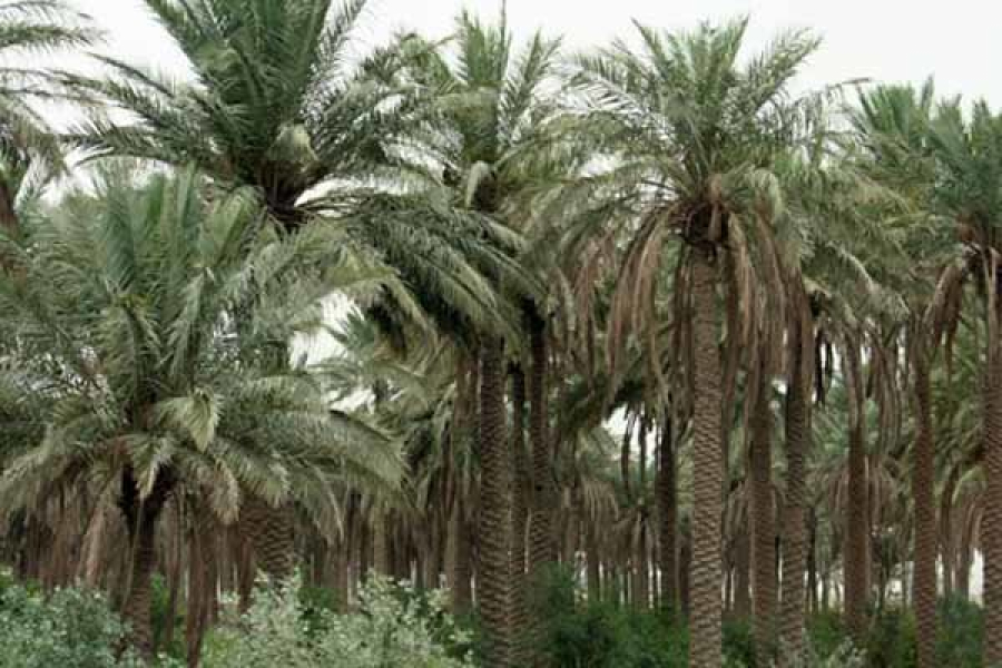 फ़िदक की हकीकत, तारीख के आईने में