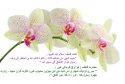 hadith-ur-009