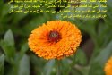 hadith-ur-071