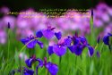 hadith-ur-110