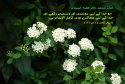 hadith-ur-225