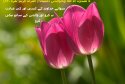 hadith-ur-281