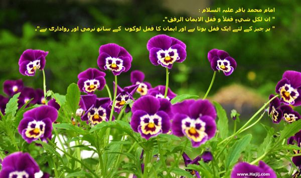نرم دلی و رواداری